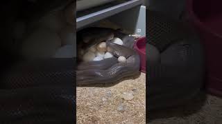 #snake #lifeisbutadream #pythons #pythonsofinstagram #olivepythons