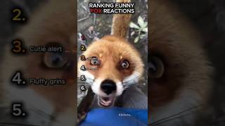 These Foxes Are Way Too Dramatic 😭🦊 #shorts