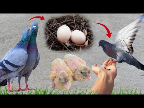 Baby pigeons development Video Amazing Growth from 1 Day to 36 Days