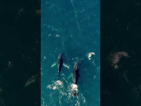 Whale siblings spotted swimming at the ocean & Meditation music #shorts #animals #ocean