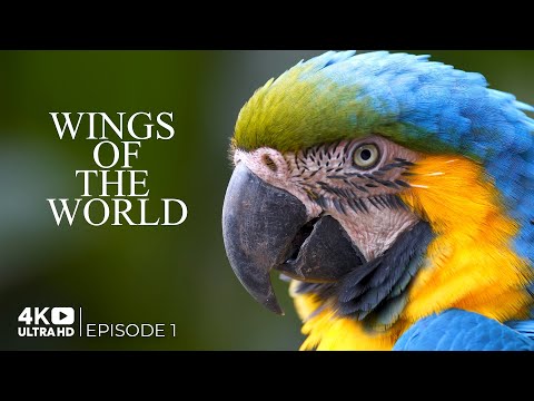 Wings of the World | Birds of South America: A Colorful Journey | Episode 1