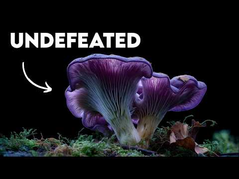 The Organism That Outlived Everything