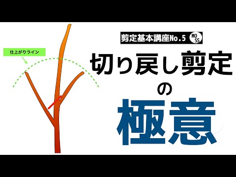 [Basic Pruning Lesson No. 5] How to Prune Back [Pruning Garden Trees]