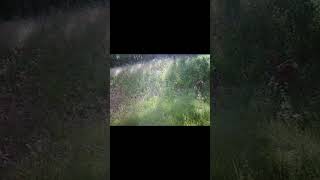 Baby Deer Zoomies! #babydeer #zoomies #cute