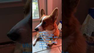 Comment contest😘#crumpetsthecorgi#funny#commentchallenge