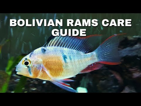 Bolivian Ram Fish Care Guide: Expert Tips for Thriving and Colorful Rams