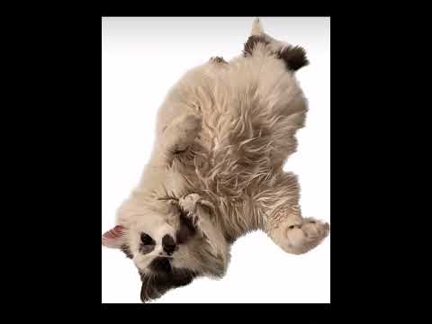 The cat throughout the years #shortsfeed  #cat