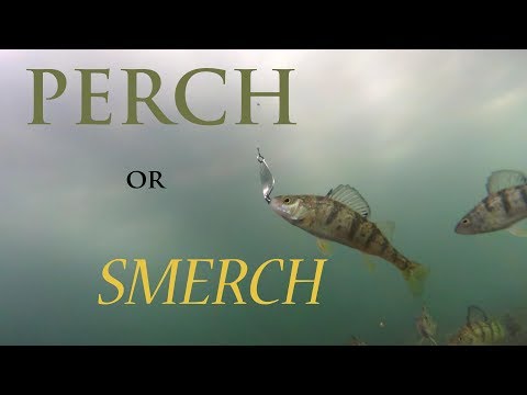 Ice Fishing Lake St. Clair: Perch 'n Smerch