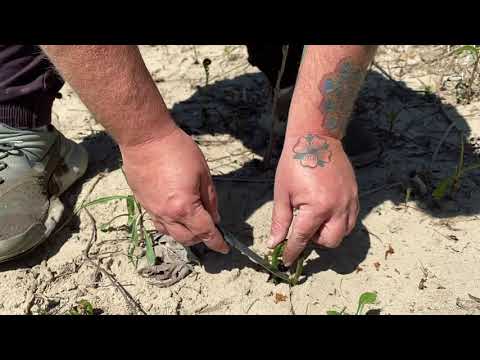 NorfolkWild - Foraging with Jason Mayo