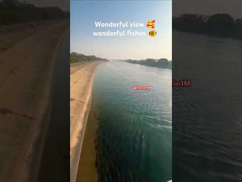 wonderful view wonderful fishes #shorts #youtubeshorts #viralvideo #facts @TinTin1M #russianfolk