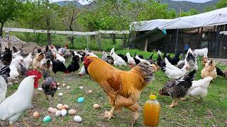 Raising Chickens Naturally for Eggs & Meat - Collecting Wild Chicken Eggs - Organic Poultry Farming