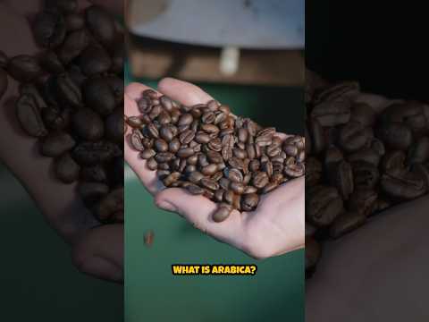 What is Arabica?