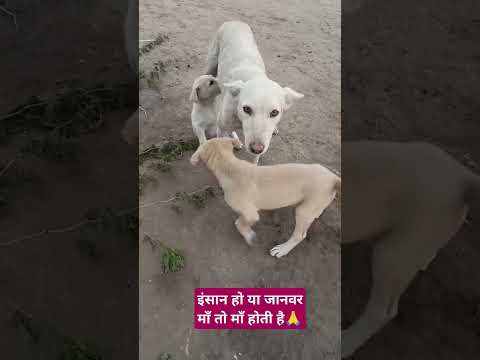 माँ तो माँ होती है ❤️❤️❤️❤️