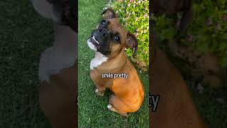 My gorgeous girl Dolly!!✨💕#boxer #boxerdog #boxerlove #boxermom #fyp