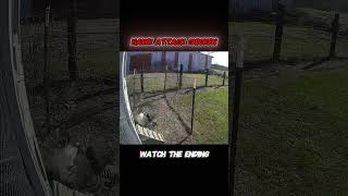 Rooster Fights Off Hawk to Protect His Hen!