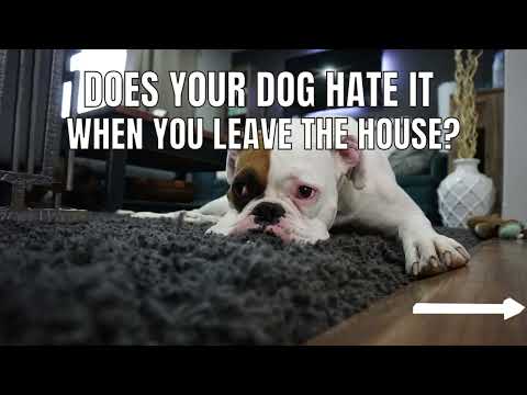 Can MUSIC CALM & RELAX Your Dog? Want a Chill Dog? #dog #dogmusic