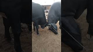 Angry Bulls Want to Kill Each other| Bull Fight gone viral