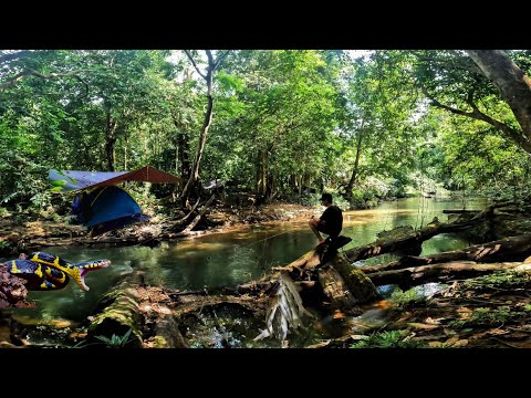 Camping Fishing Kalimantan Forest produces lots of fish at the Fish Warehouse Spot