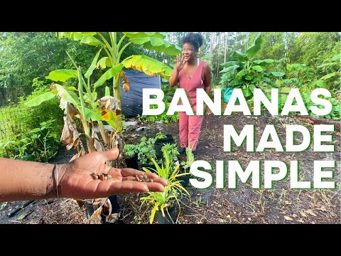 Banana Planting with Layers of Abundance 🌱🍌