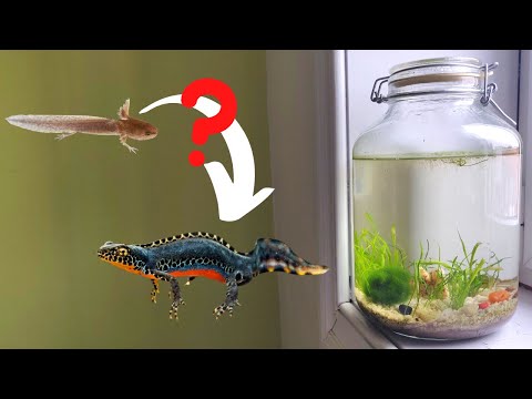 Ecosphere With SALAMANDER UPDATE | Is It Still Alive??