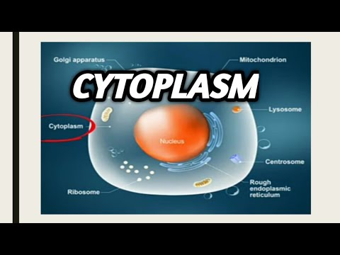 CYTOPLASM  |  Cytoplasm Structure and Function |The important fluid of cell.