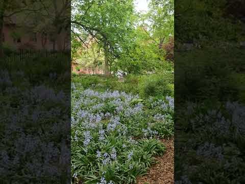 Late Spring flowers