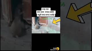 iPhone comedy video