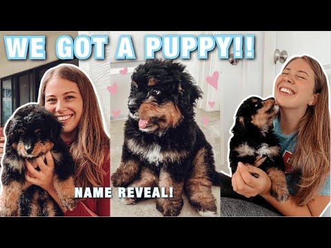 WE GOT A PUPPY VLOG!!!
