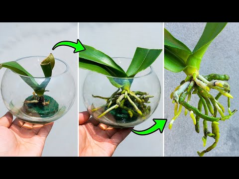 Surprisingly, it's so simple to revive a rootless orchid with just water