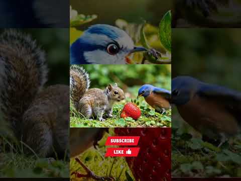 Bird and squirrel shared Strawberry 🍓 kids short story #kids #kidsvideo #shorts #shortvideo