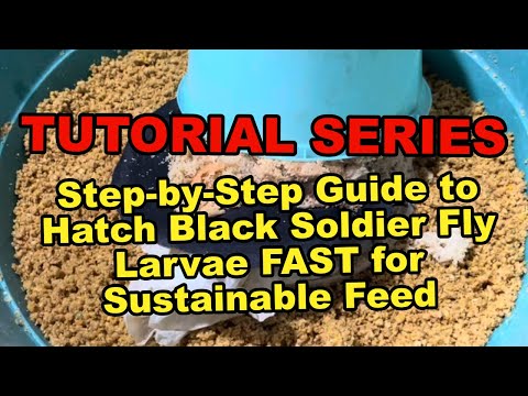 Step by Step Guide to Hatch Black Soldier Fly Larvae FAST for Sustainable Feed!