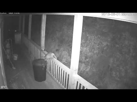 Caught in the act!