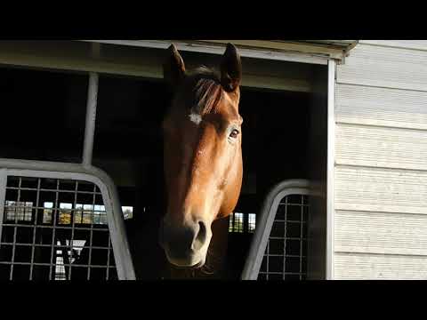 2023年ドバイワールドカップ馬ウシュバテソーロ