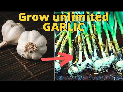 Grow ENDLESS Garlic from ONE Clove at Home