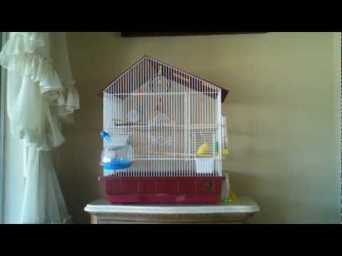 Dickens, the canary, singing to Cielito Lindo
