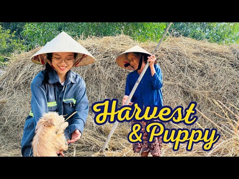 How to Catch Snails and Dry Rice Straw After Harvest | Vietnamese Girl & Grandma Village Life