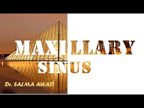 Maxillary sinus