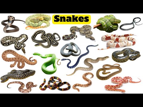 Snake Names for Kids | Learn 20 Snakes Name in English with Sounds | Reptiles and Crawling Animals
