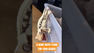 Everyday HOME DEPOT Items for Crested Geckos ✔️ #crestedgecko #reptiles #🦎 #reptilefamily