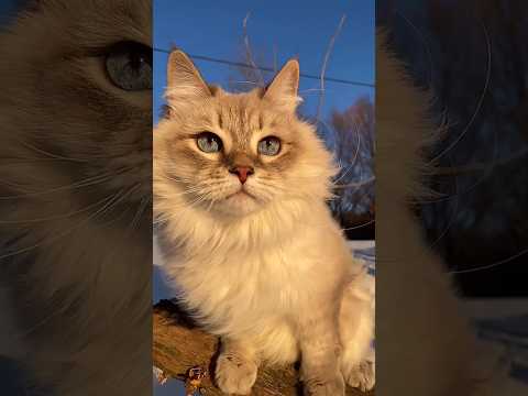 Cute Cat Video😍😽❣️🐾 /funny cat / #cat #funny #video #viral #catlover