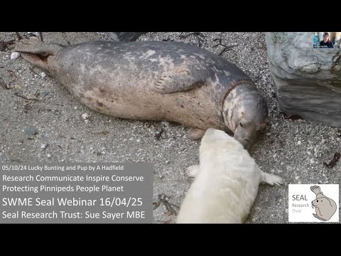 SWME seals webinar 2025