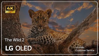 LG TVs | Official Demo video in 8K HDR 60 Fps 2023 | The Wild 2