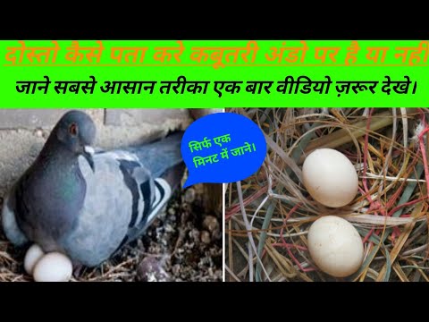 कबूतरी को कैसे चेक करे के अंडों पर है या नही। सबसे आसान तरीका जाने कबूतरी अंडे देने वाली है।