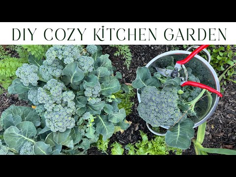 Making a New Cozy Kitchen Garden with Home of Hollands