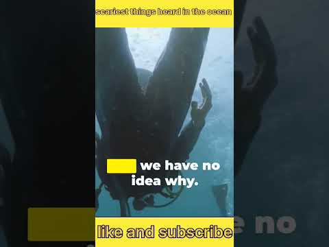 scariest things heard in the ocean||#shorts #facts #factforge