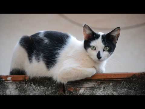 kids favorite cute cats HD