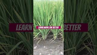 Learn More, Live Better! #Curiosity #growthmindset #learning #keeplearning #motivation #selfgrowth