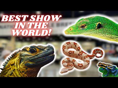 Daytona National Reptile Breeders Expo 2024!