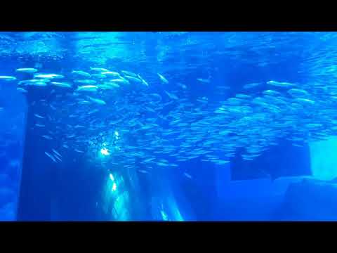 Yokohama aquarium. Krill ke ni? Japan.