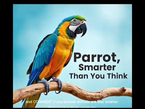 Parrots Can Do Math – Here's the Study